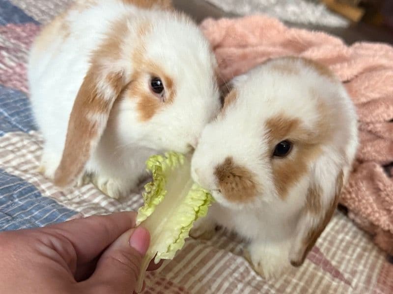 Thumper primary photo