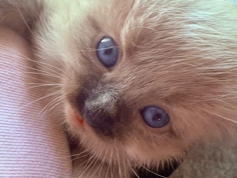 Gorgeous Ragdoll Kittens primary photo