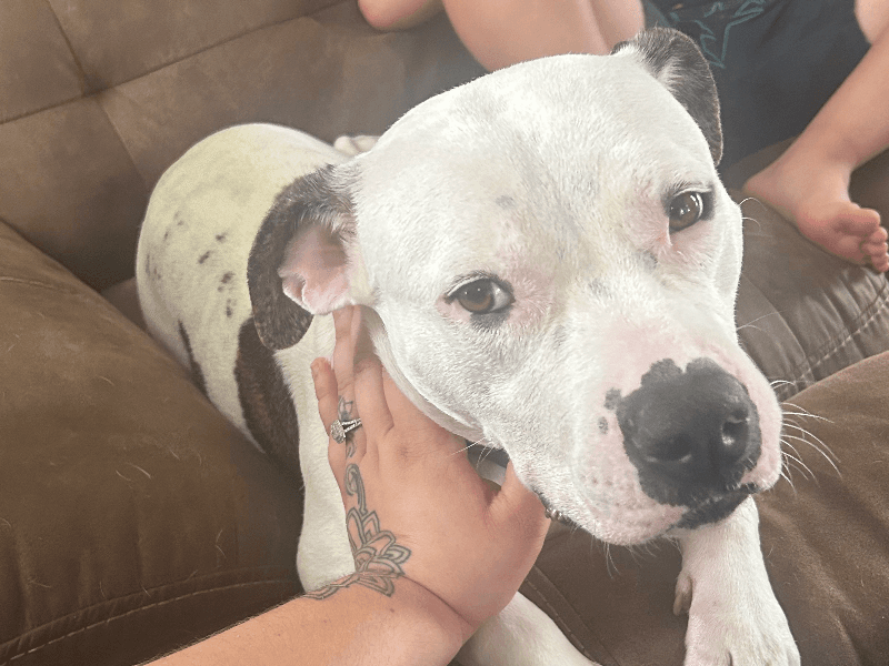 American PitBull Terrier 4 years 10 months old female large named Duchess for adoption in Caroline County, Maryland | Petmeetly
