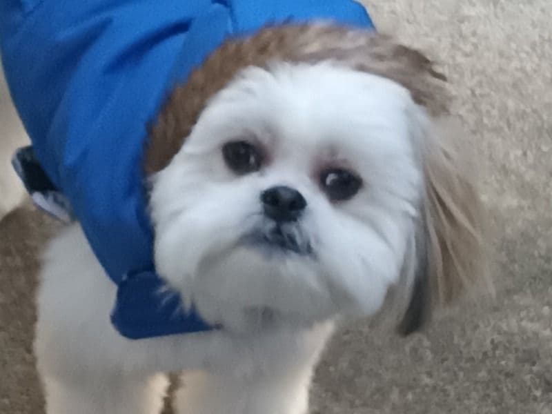 Nugget primary photo