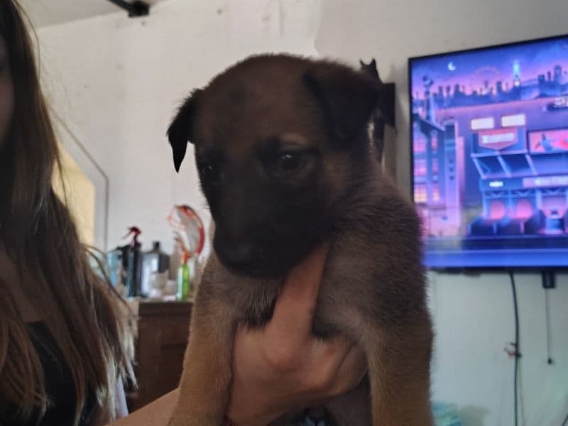 Puppy primary photo