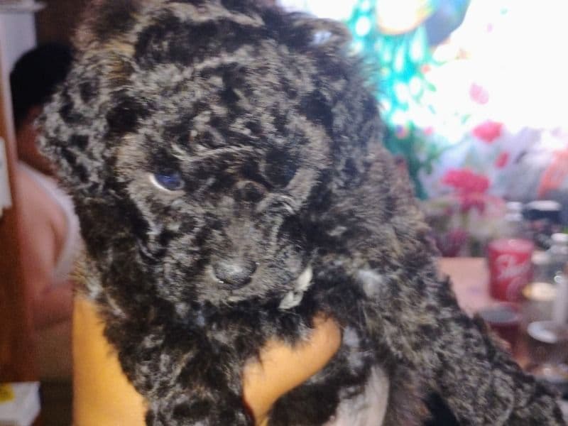 Toy Poodle primary photo