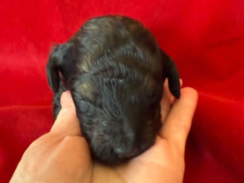 Labradoodle 1 month old female large named Tink for sale in Webster Parish, Louisiana | Petmeetly