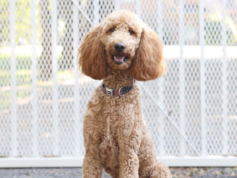 Rudy primary photo