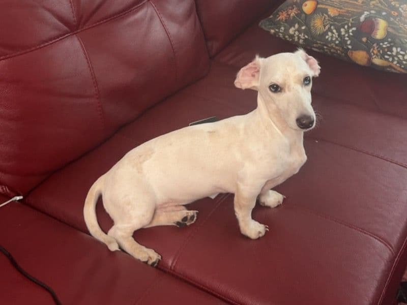 Kovu primary photo