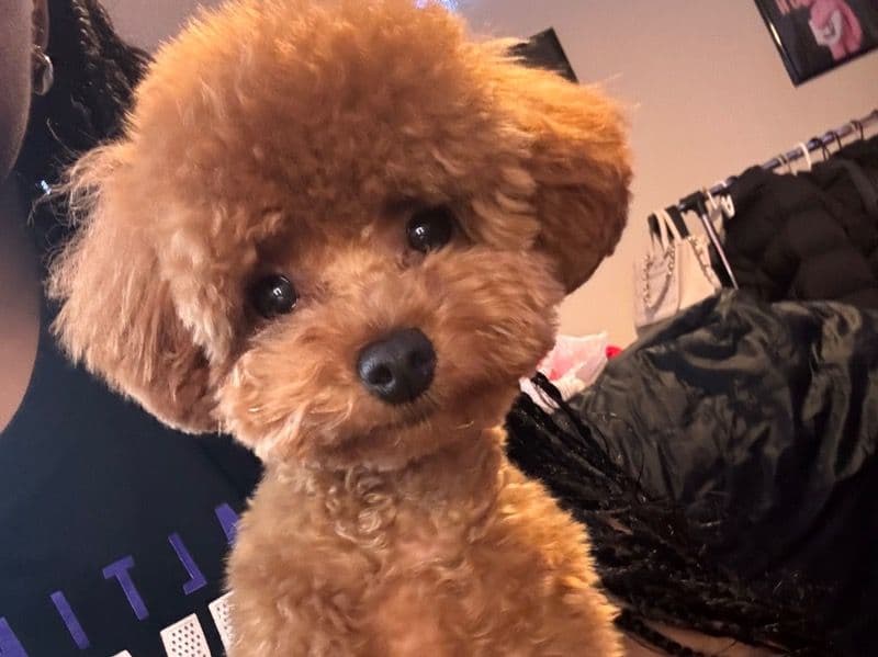 Teddy primary photo