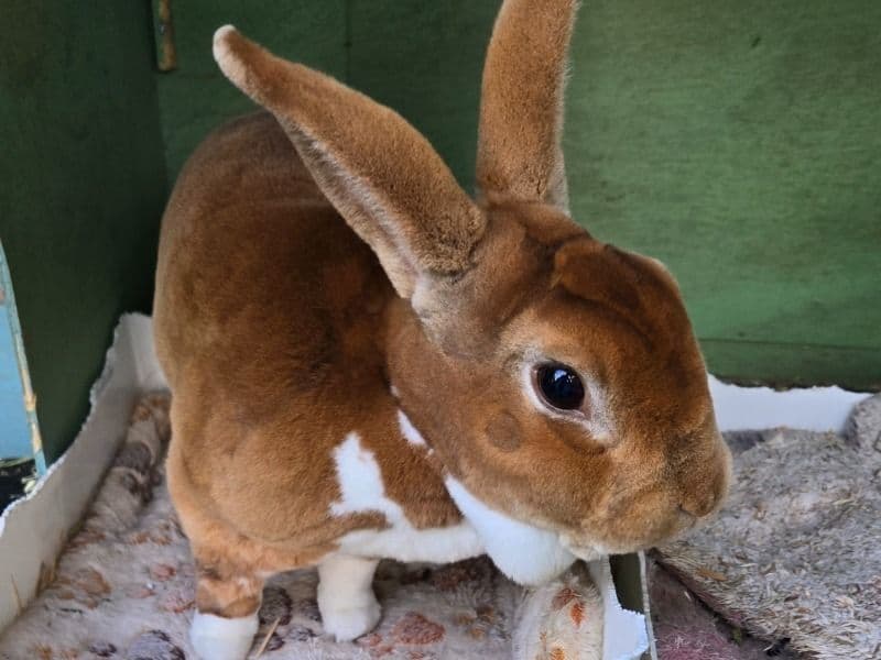 Toffee primary photo