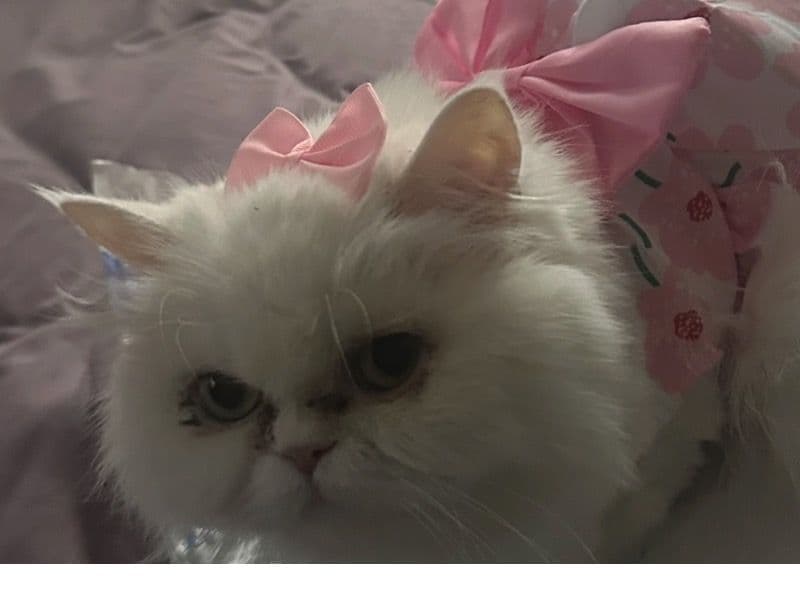 Tinkerbella primary photo