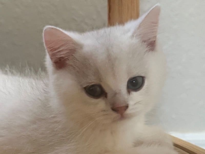 British Shorthair 6 months old female named Nut for sale in Oklahoma County, Oklahoma | Petmeetly