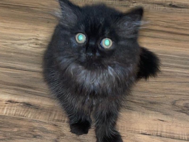 Mila primary photo