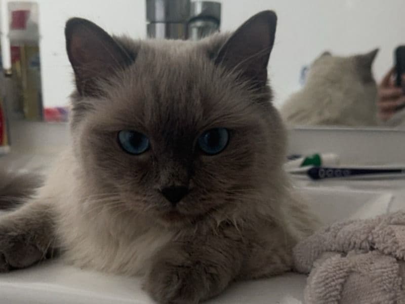 Ragdoll 1 year 7 months old female named Bella for breeding in Canterbury-Bankstown Council, New South Wales | Petmeetly