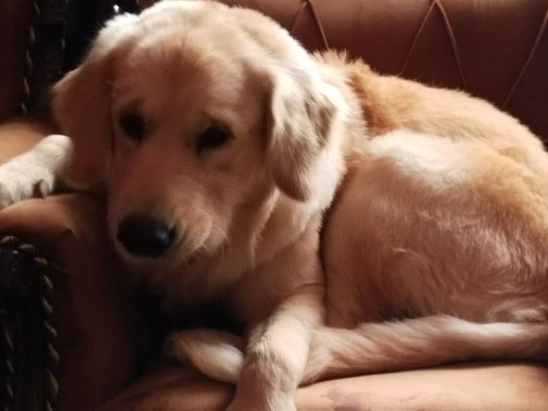 Golden Retriever 3 years 5 months old male large named Burfi for breeding in Delhi Division, Delhi | Petmeetly