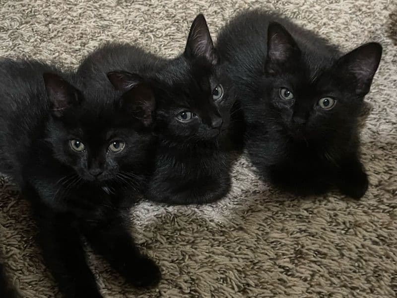 Kitten primary photo