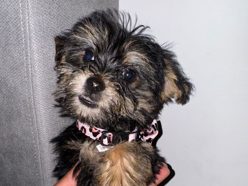 Bella primary photo