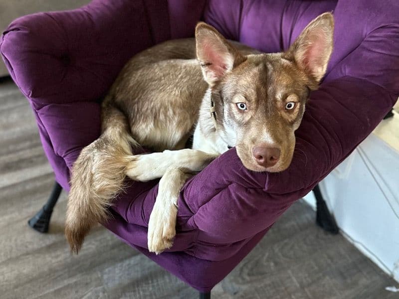 German Shepherd Husky 2 years old male large named Rouge for adoption in Johnson County, Texas | Petmeetly