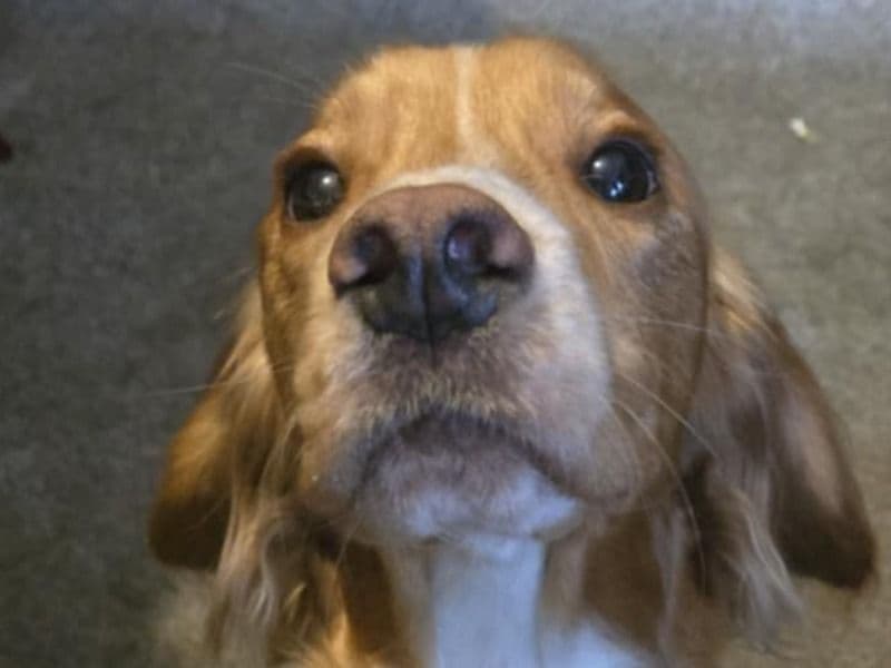 Toffee primary photo