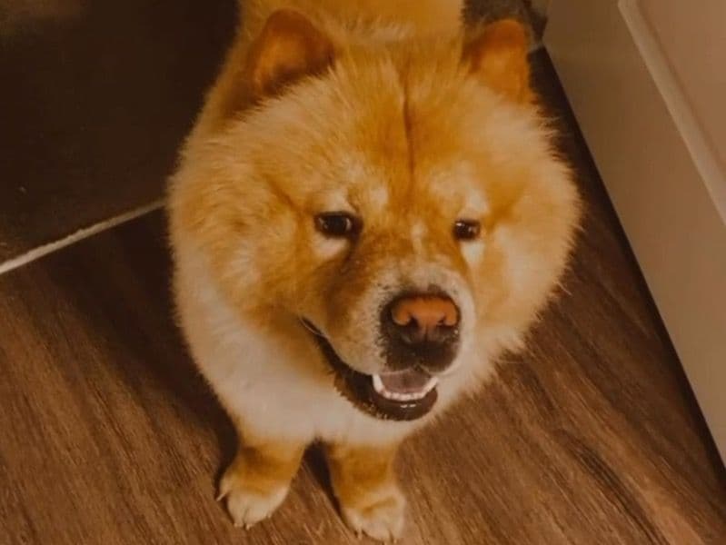 Simba primary photo