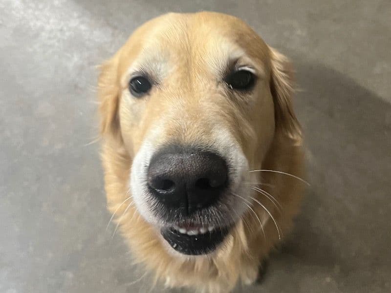 Golden Retriever 6 years 1 month old male large named Tucker for breeding in Chesterfield County, Virginia | Petmeetly