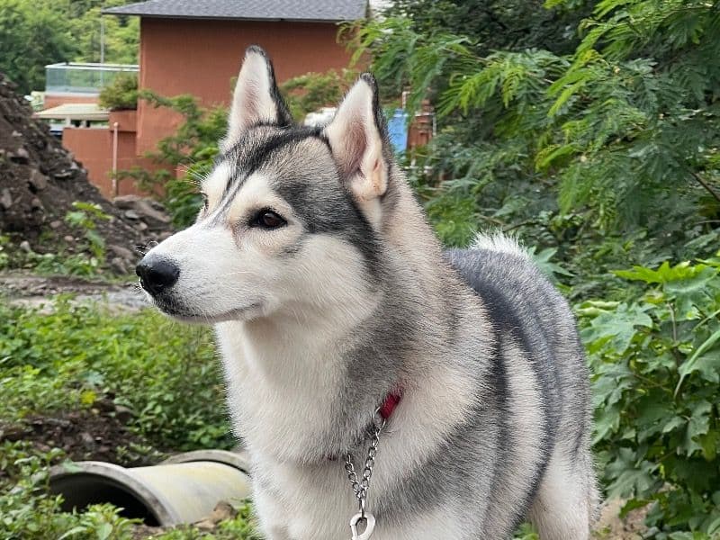 Maximus primary photo