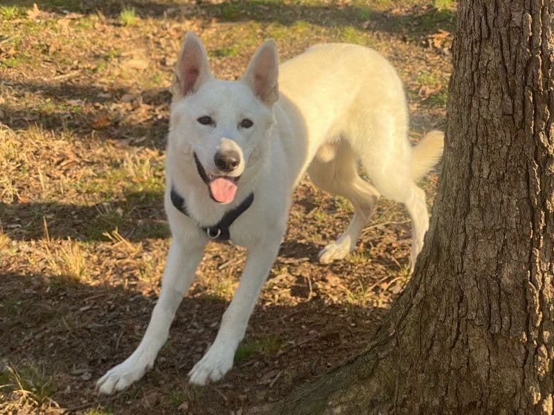 White German Shepherd 2 years 11 months old male large named Wolfe for sale in Alexandria, Virginia | Petmeetly