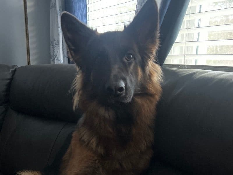 Lucy primary photo