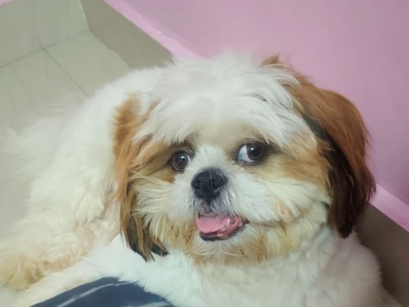 Mylo primary photo