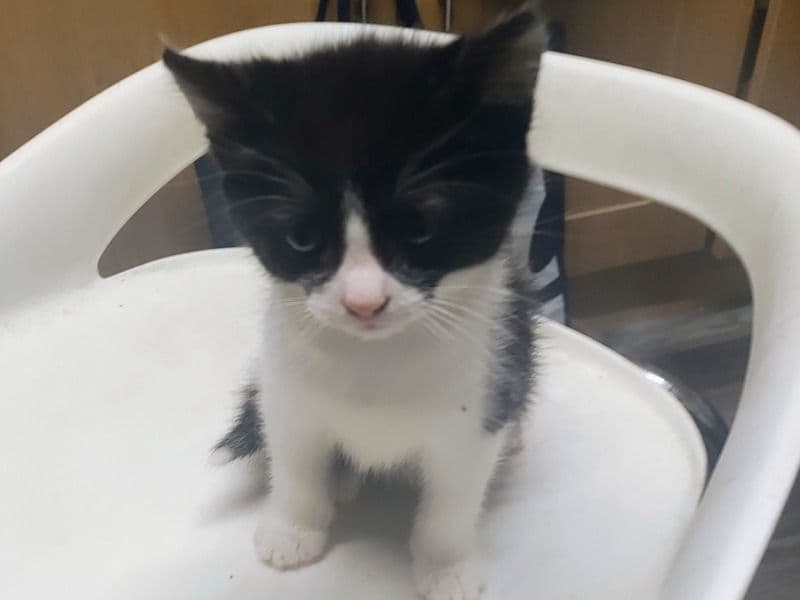 Bombay 3 months old female named No2 for sale in Greater Manchester, England | Petmeetly