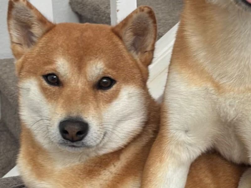 Foxy primary photo