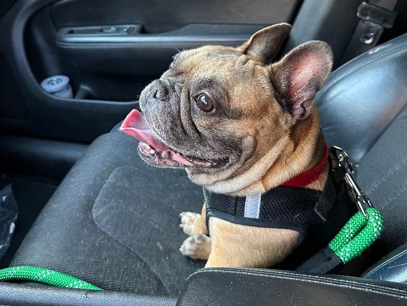French Bulldog 5 years 4 months old male medium named Yoda for breeding in Los Angeles County, California | Petmeetly