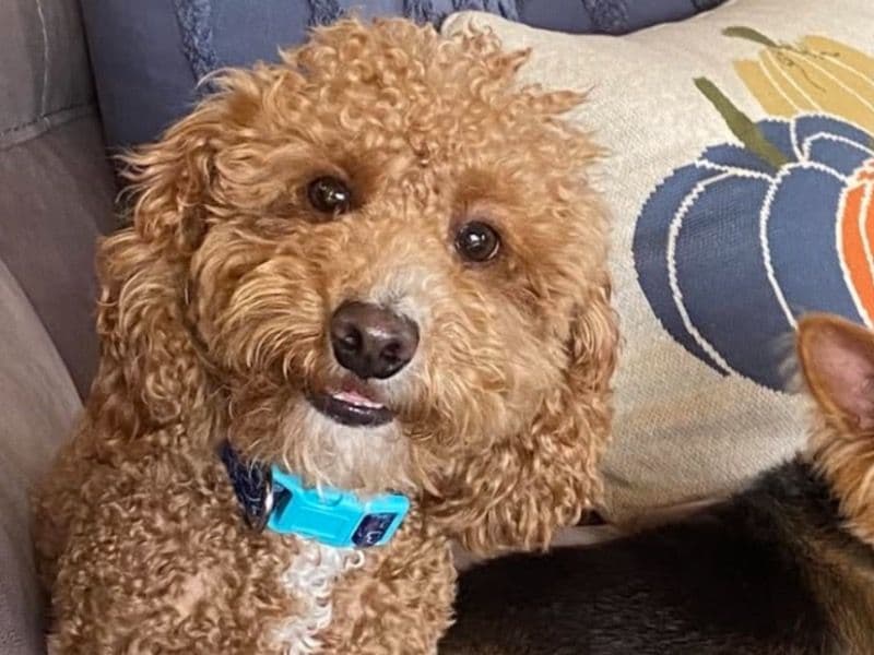 Shaggy primary photo