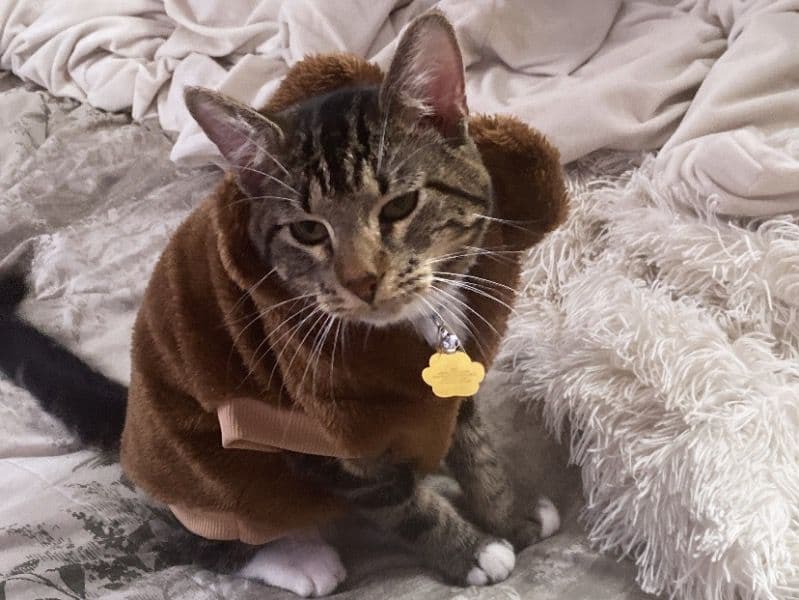 Milo primary photo