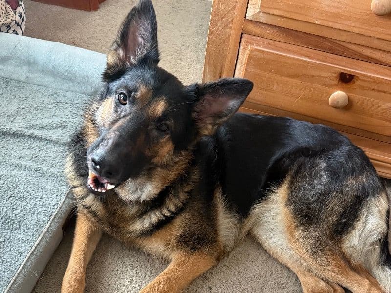 German Shepherd 4 years old female medium named Maddie for breeding in Mathews County, Virginia | Petmeetly