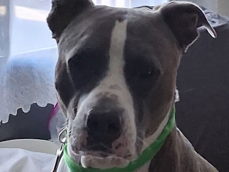Pit Bull Terrier 3 years old female large named Babygirl for adoption in Maricopa County, Arizona | Petmeetly