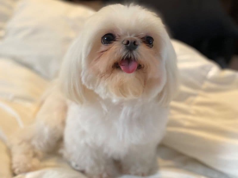 Bella primary photo