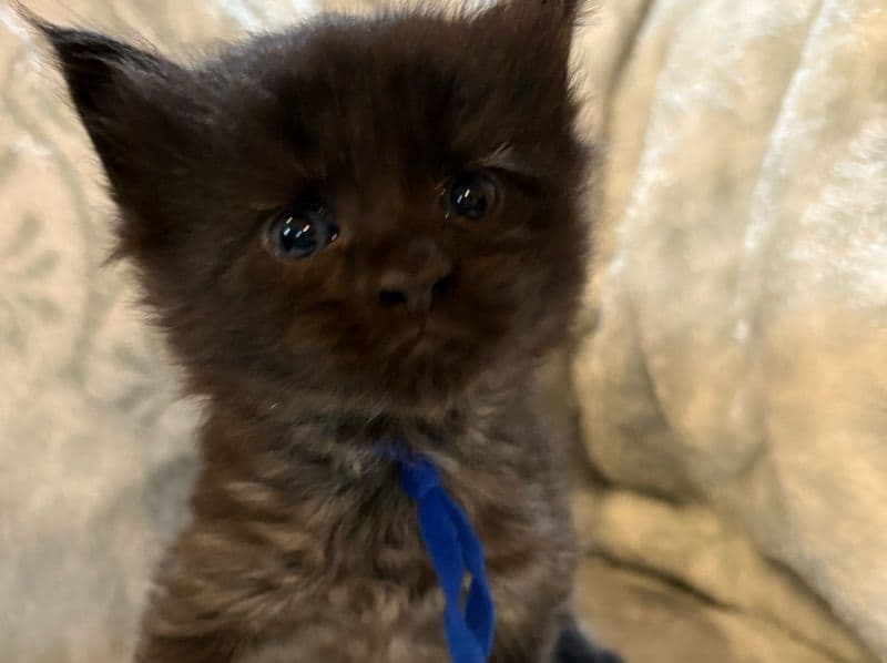 Maine Coon 2 months old male named Black Smokes for sale in Carroll County, Georgia | Petmeetly