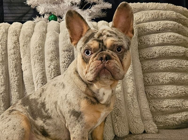 Zeus primary photo