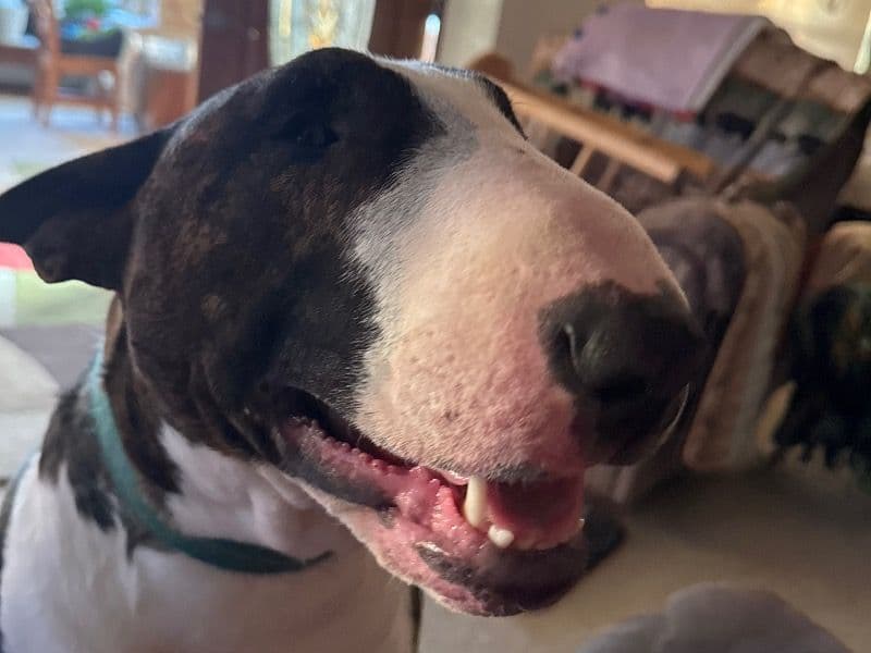 Bull Terrier 1 year 3 months old male extra large named Barney for breeding in Montgomery County, Ohio | Petmeetly