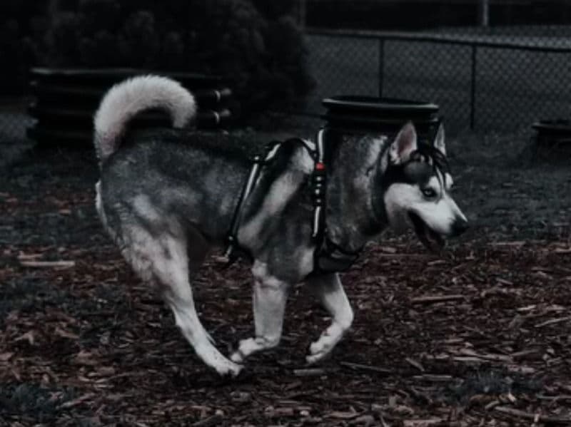 Smokey primary photo