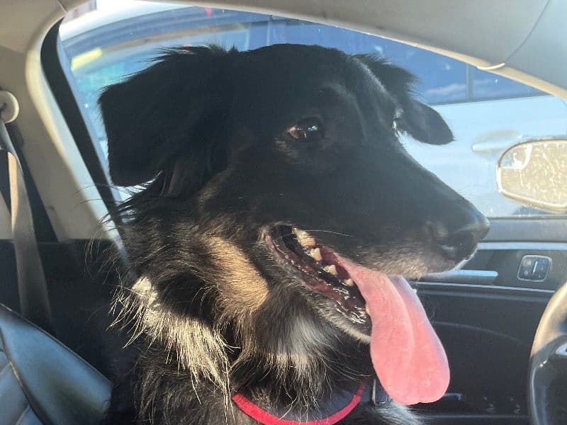 Border Collie 5 years old female medium named Chloe for sale in Schenectady County, New York | Petmeetly