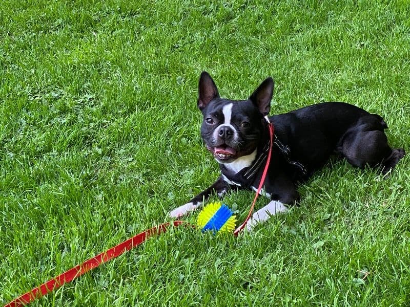Ringo primary photo