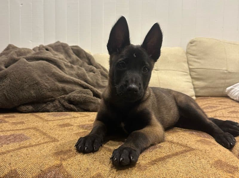 Zuko primary photo