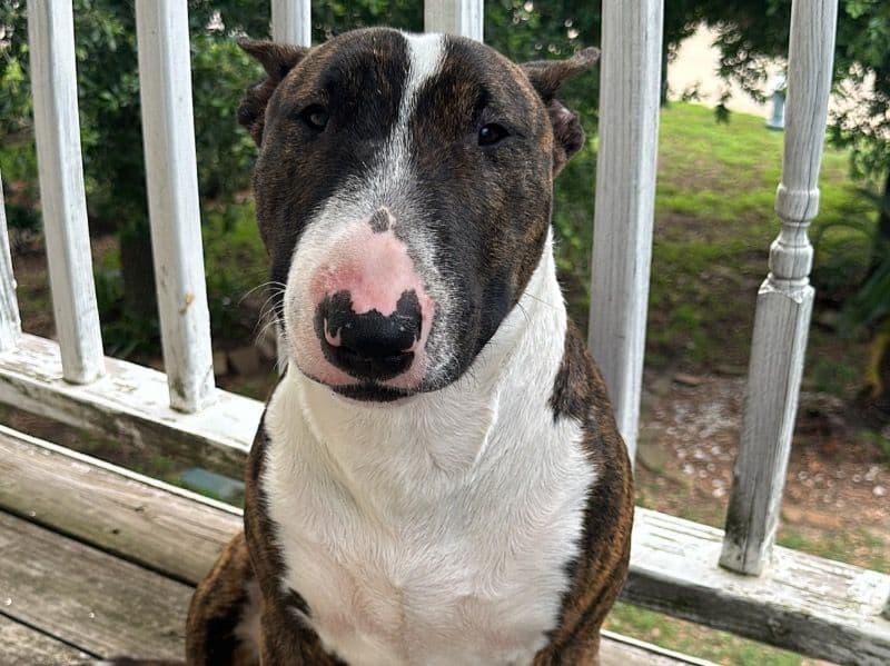 Bull Terrier 2 years 6 months old male medium named Zeus for breeding in Harris County, Texas | Petmeetly