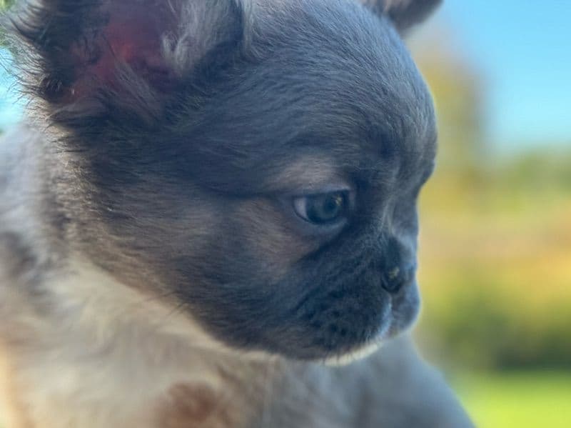French Bulldog 1 year 2 months old male small named Diablo for sale in Strafford County, New Hampshire | Petmeetly