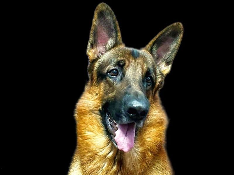 Max primary photo