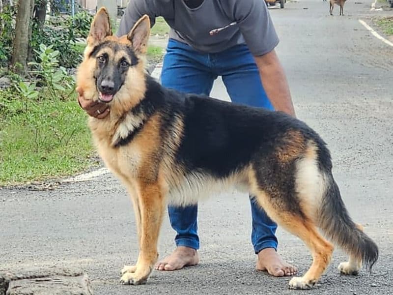 Black German Shepherd 3 years 1 month old male large named Frank for breeding in Chennai, Tamil Nadu | Petmeetly