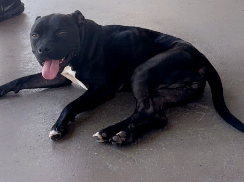 Nyla primary photo