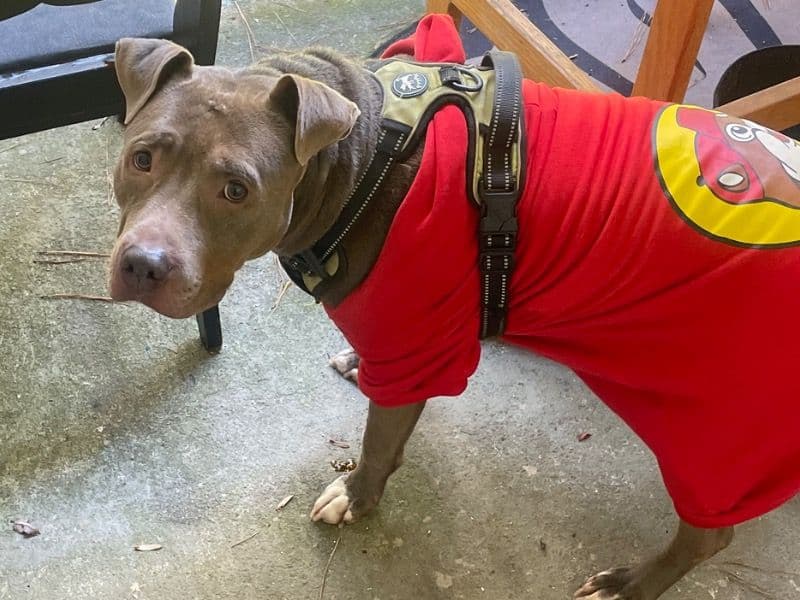 American PitBull Terrier 3 years old male medium named Nova for adoption in Clayton County, Georgia | Petmeetly