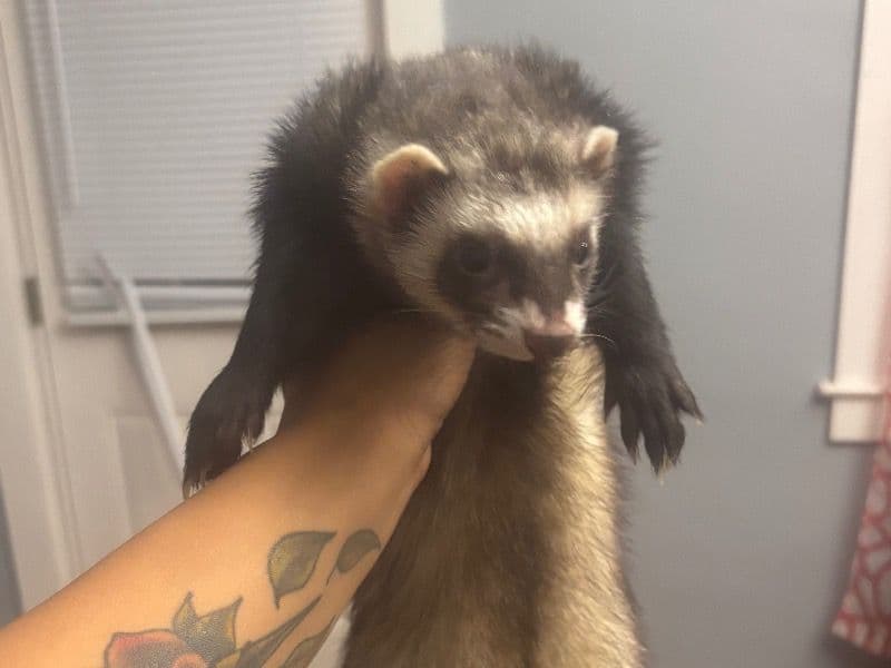 Ferret 1 year old male named Bandit for sale in Lancaster County, Pennsylvania | Petmeetly