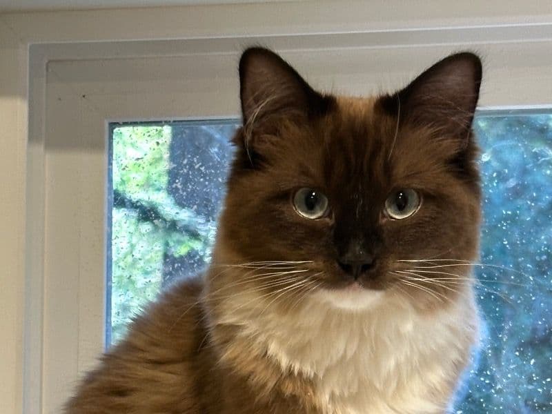 Pepper primary photo