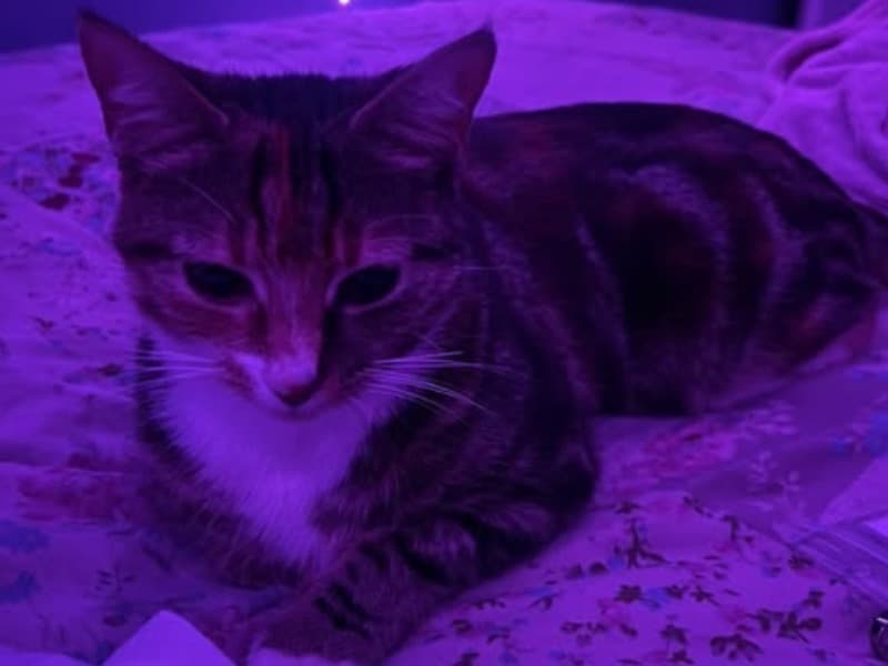 Tabby 1 year old male named Narla for sale in Greater London, England | Petmeetly
